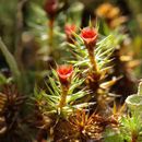 Image of <i>Polytrichum juniperinum</i> Hedwig 1801