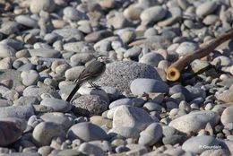 Image of Pied Wagtail and White Wagtail