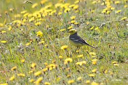 Image of Citrine Wagtail