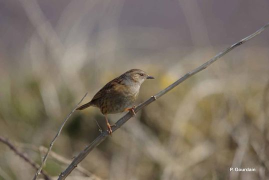 Image of Dunnock