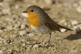 Image of robin, european robin