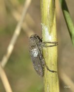 Niphona picticornis Mulsant 1839的图像