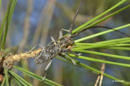 Image of black pine sawyer