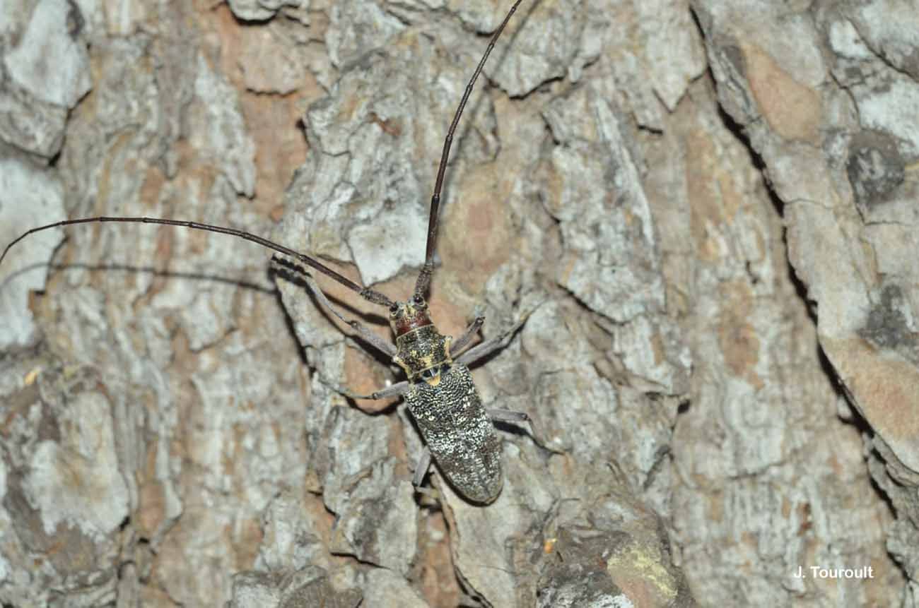 Слика од Monochamus galloprovincialis (Olivier 1795)