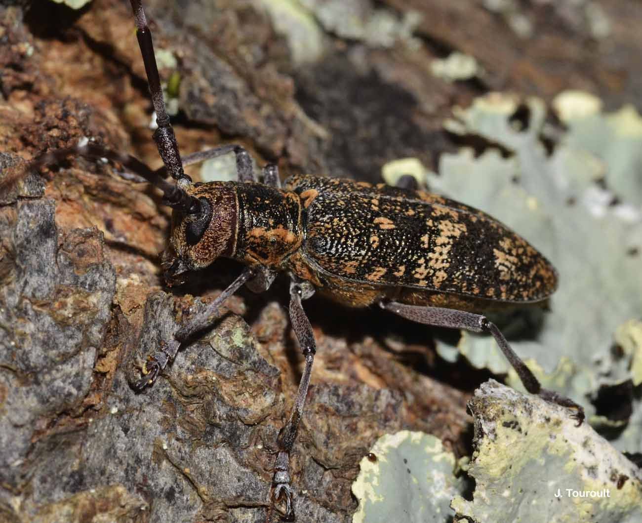 Слика од Monochamus galloprovincialis (Olivier 1795)