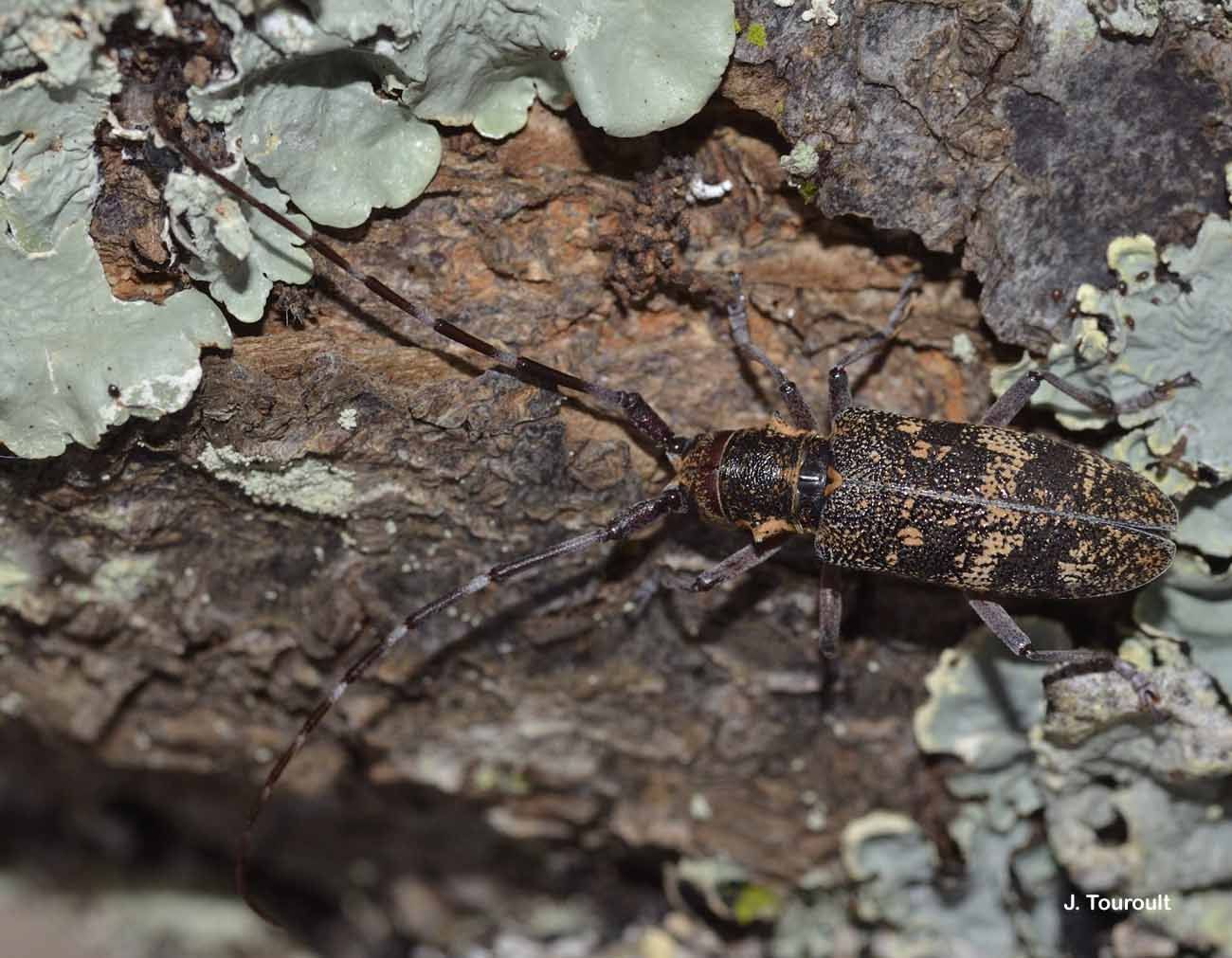 Слика од Monochamus galloprovincialis (Olivier 1795)