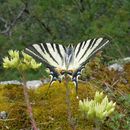 Image of Iphiclides