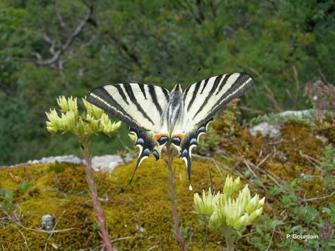 Image of Scarce Swallowtail