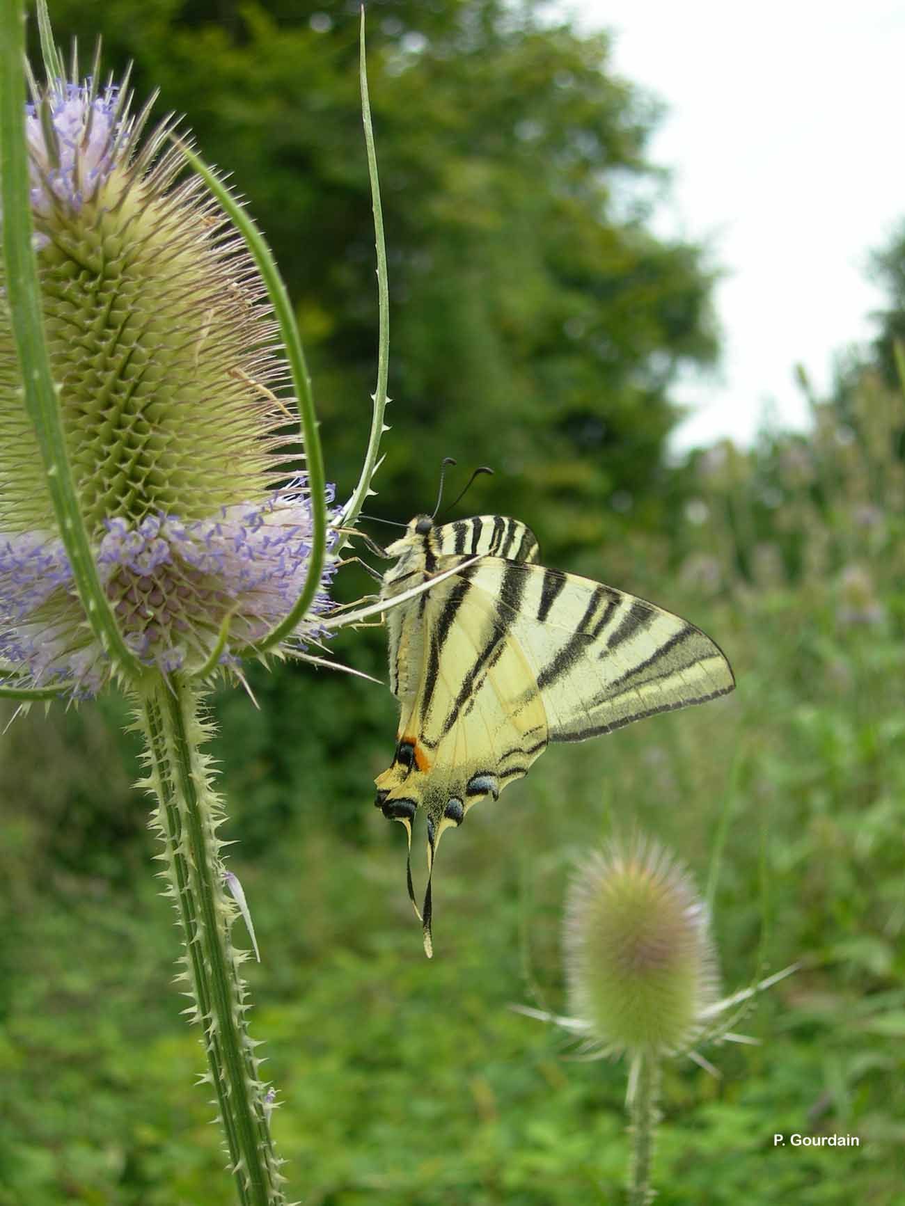 Imagem de Iphiclides podalirius (Linnaeus 1758)