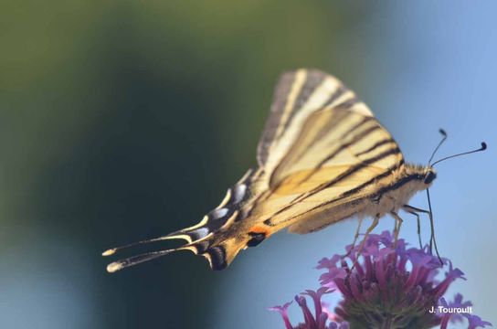 Imagem de Iphiclides podalirius (Linnaeus 1758)