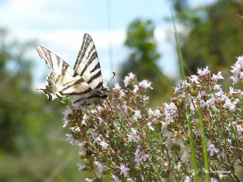 Image of Scarce Swallowtail