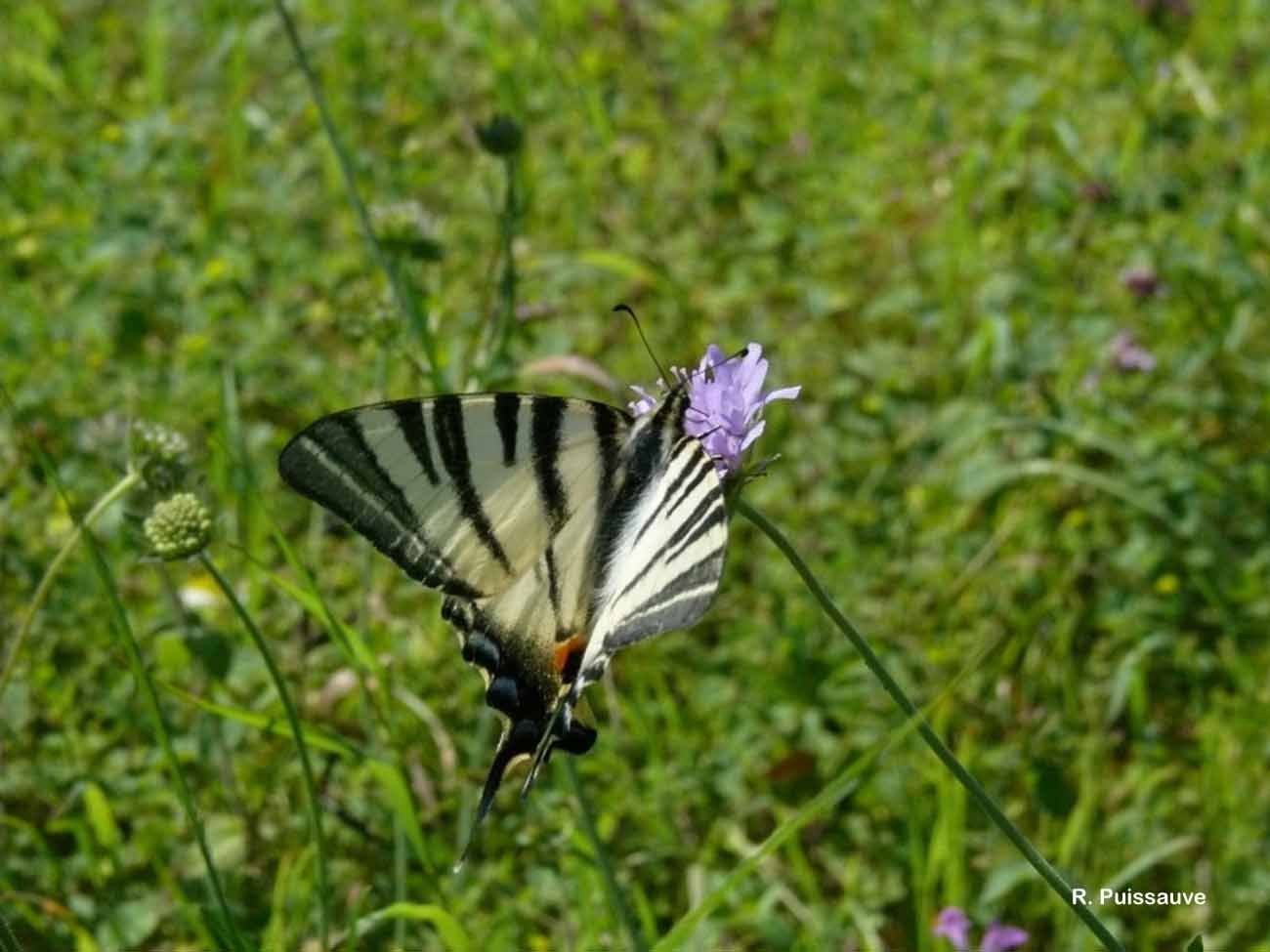 Imagem de Iphiclides podalirius (Linnaeus 1758)