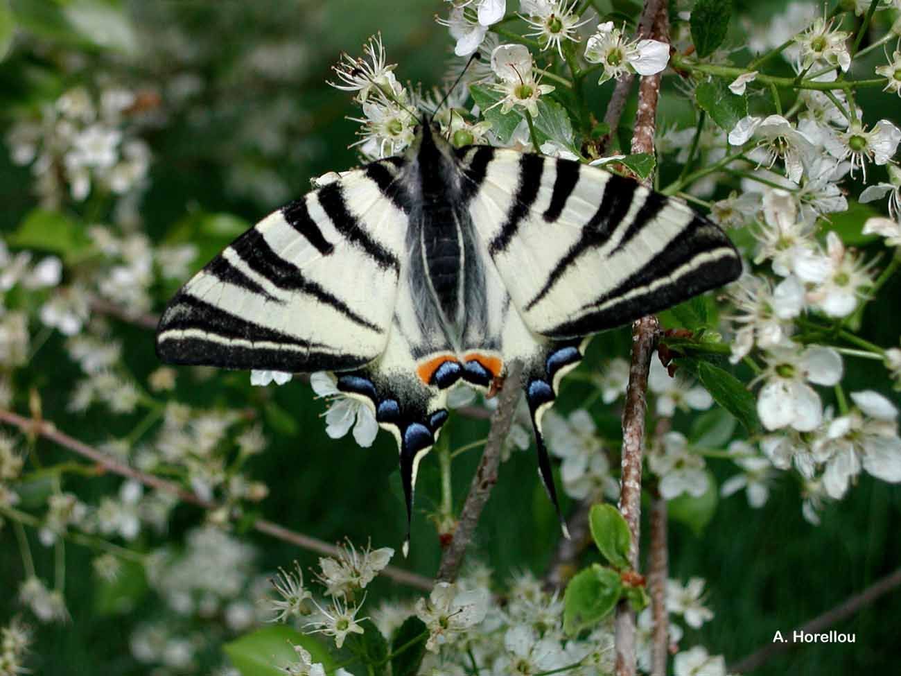 Imagem de Iphiclides podalirius (Linnaeus 1758)