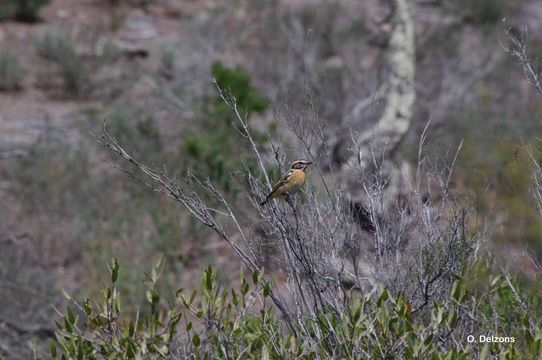 Image of Whinchat