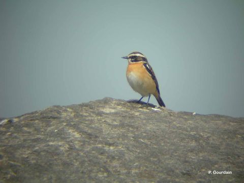 Image of Whinchat