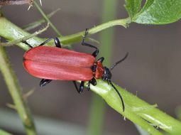 Image of <i>Pyrochroa coccinea</i>