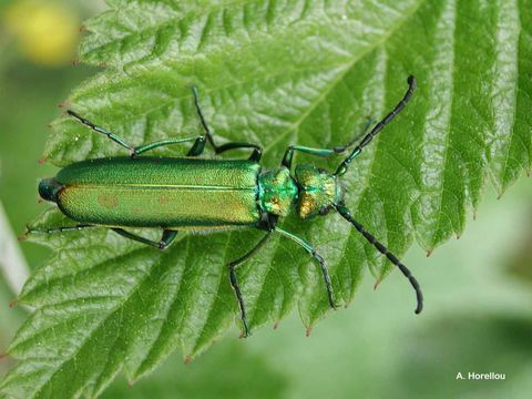 Image of Lytta (Lytta) vesicatoria (Linnaeus 1758)