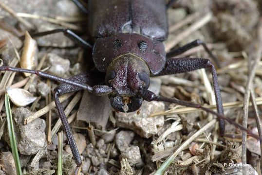 Image of Long-horned beetle