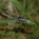 Image of Two-banded longhorn beetle