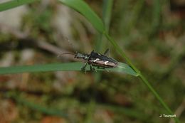 Image of Two-banded longhorn beetle