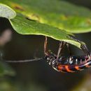 Image of Leptura aurulenta Fabricius 1793