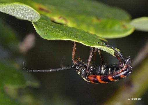 Image of Leptura aurulenta Fabricius 1793