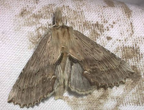 Image of Pale Prominent