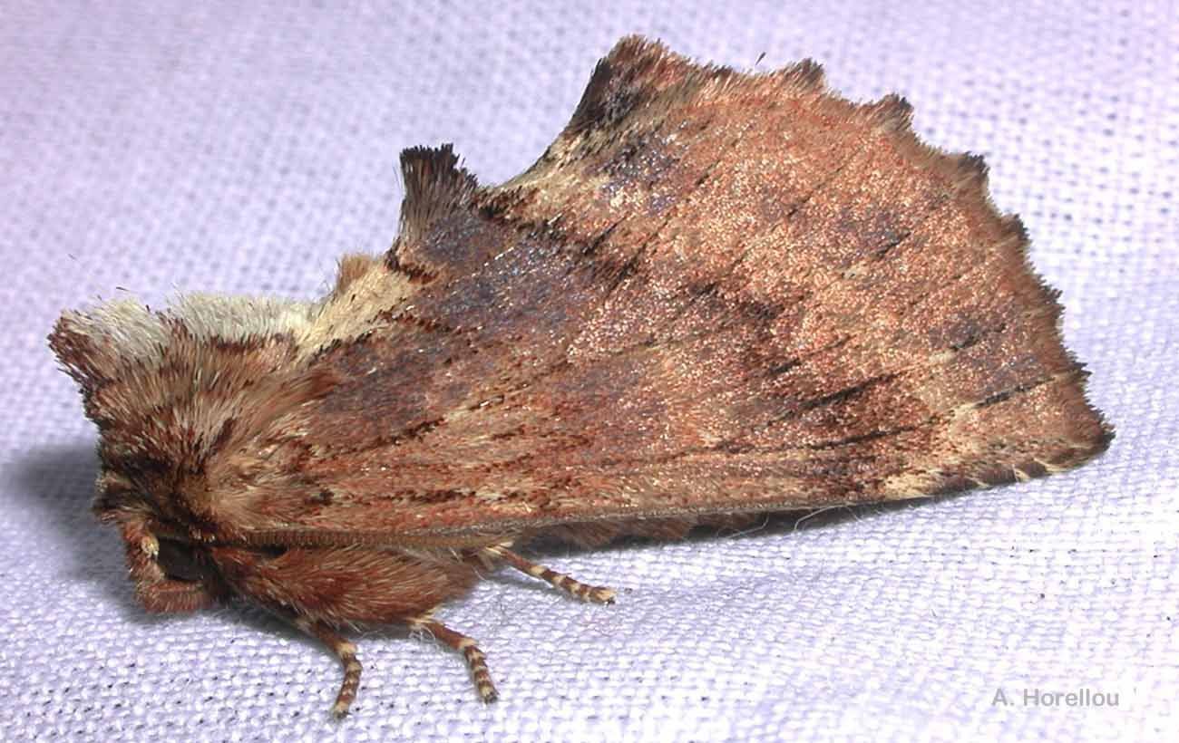 Image of Coxcomb Prominent