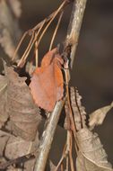 Image of lappet moth