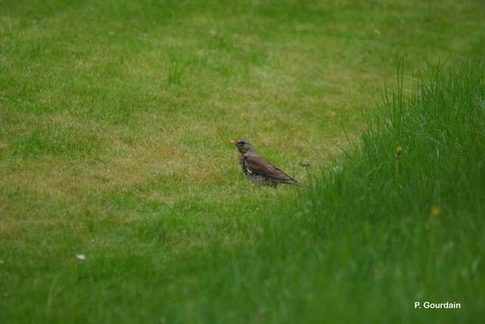 Image of Fieldfare