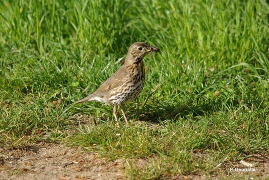 Image of Song Thrush