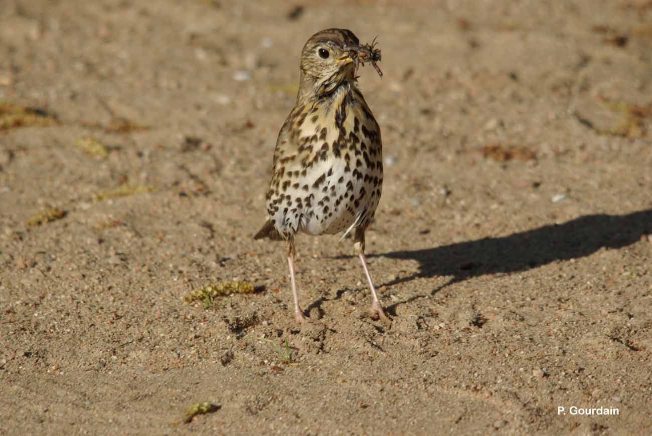 Image of Song Thrush