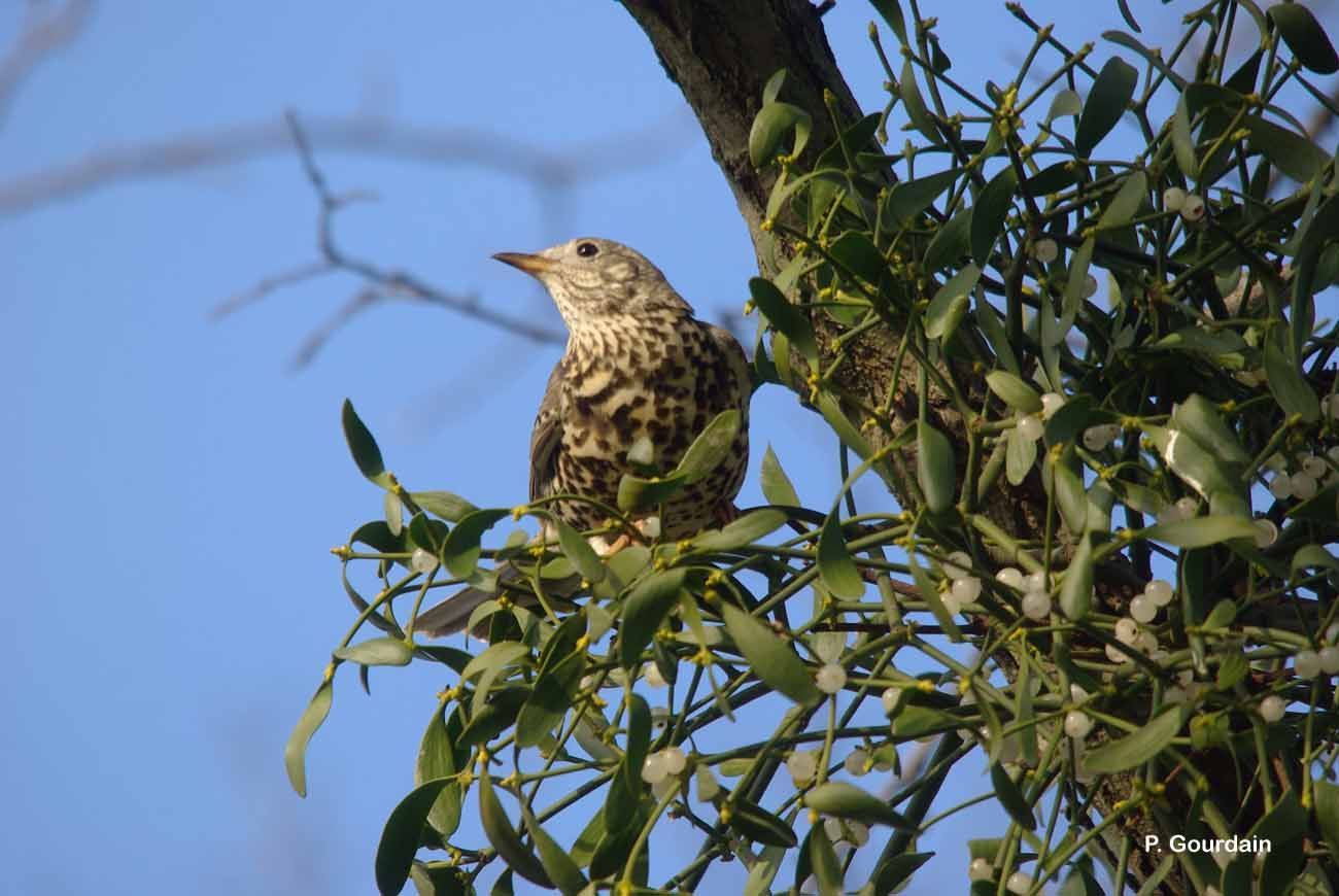 Image of Song Thrush