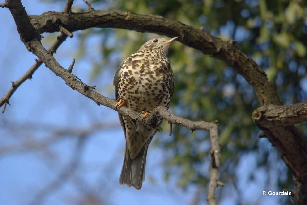 Image of Song Thrush