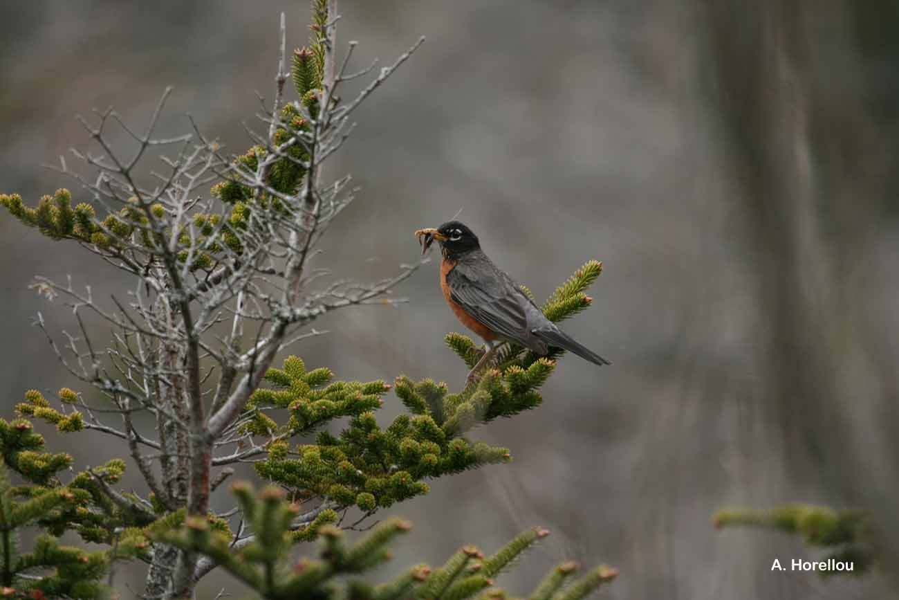 Image of American Robin