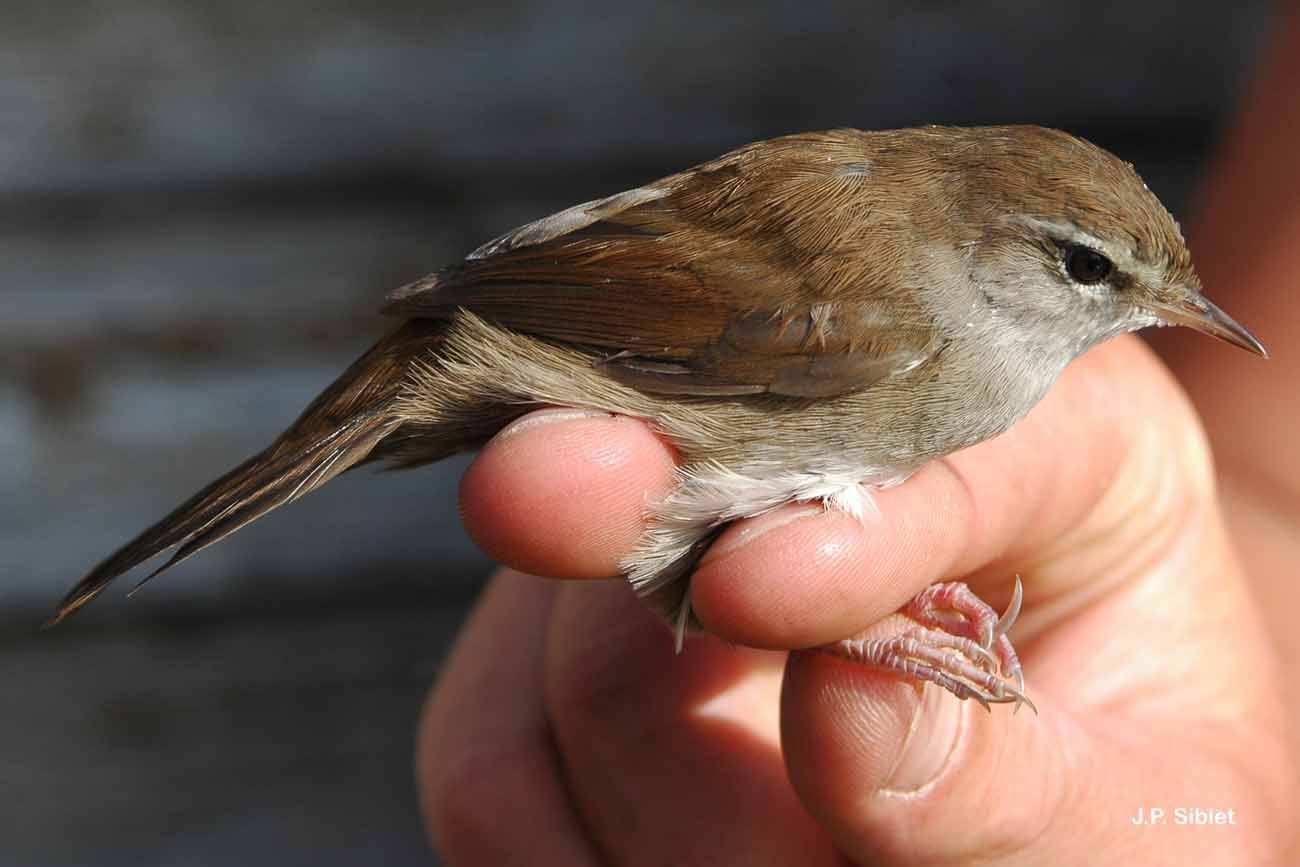 Image of Cetti's Warbler