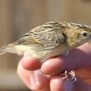 Image of Cisticola Kaup 1829