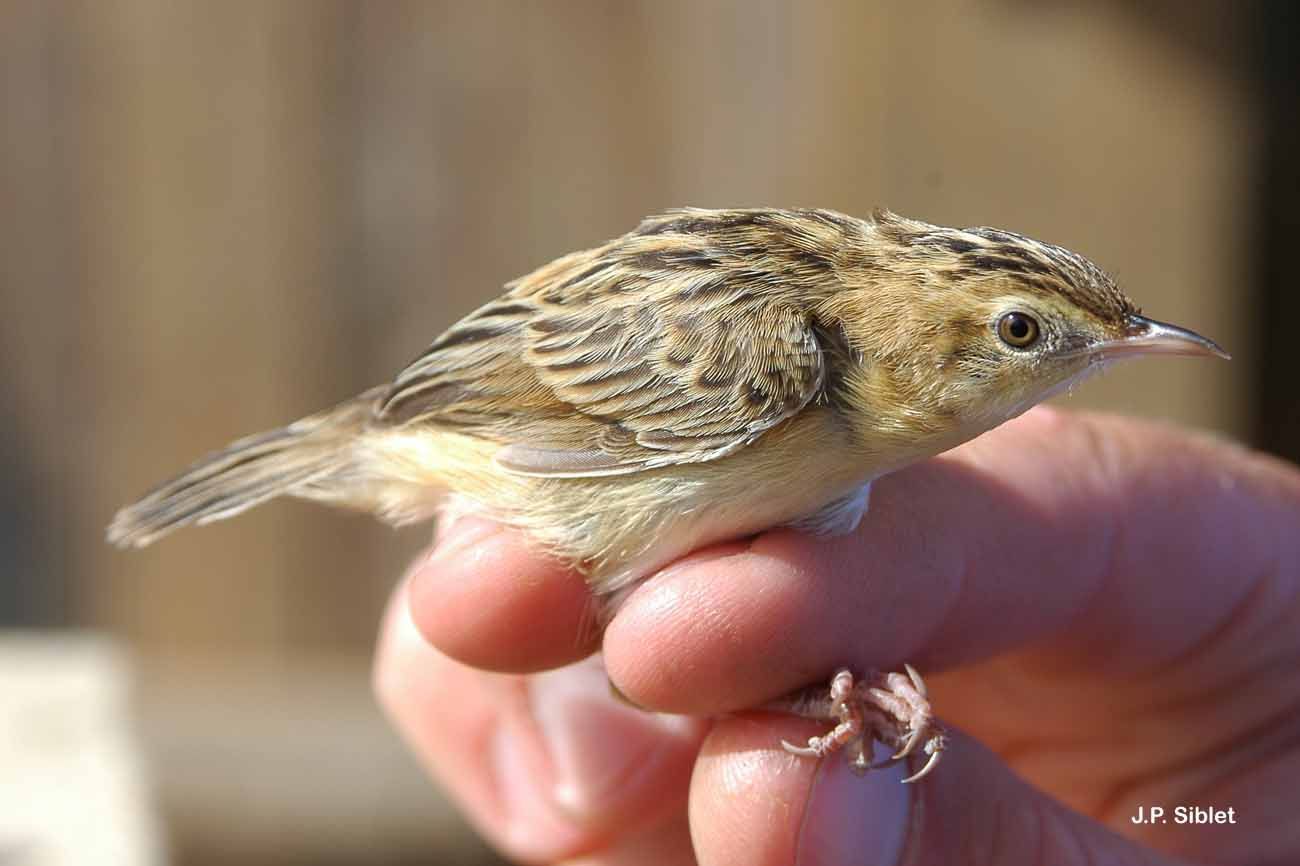 Image of Fan-tailed Cisticola