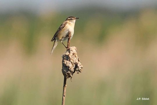 Image of Sedge Warbler