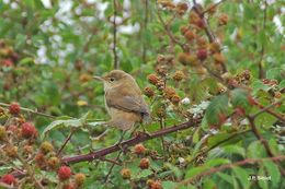 Image of Eurasian Reed Warbler