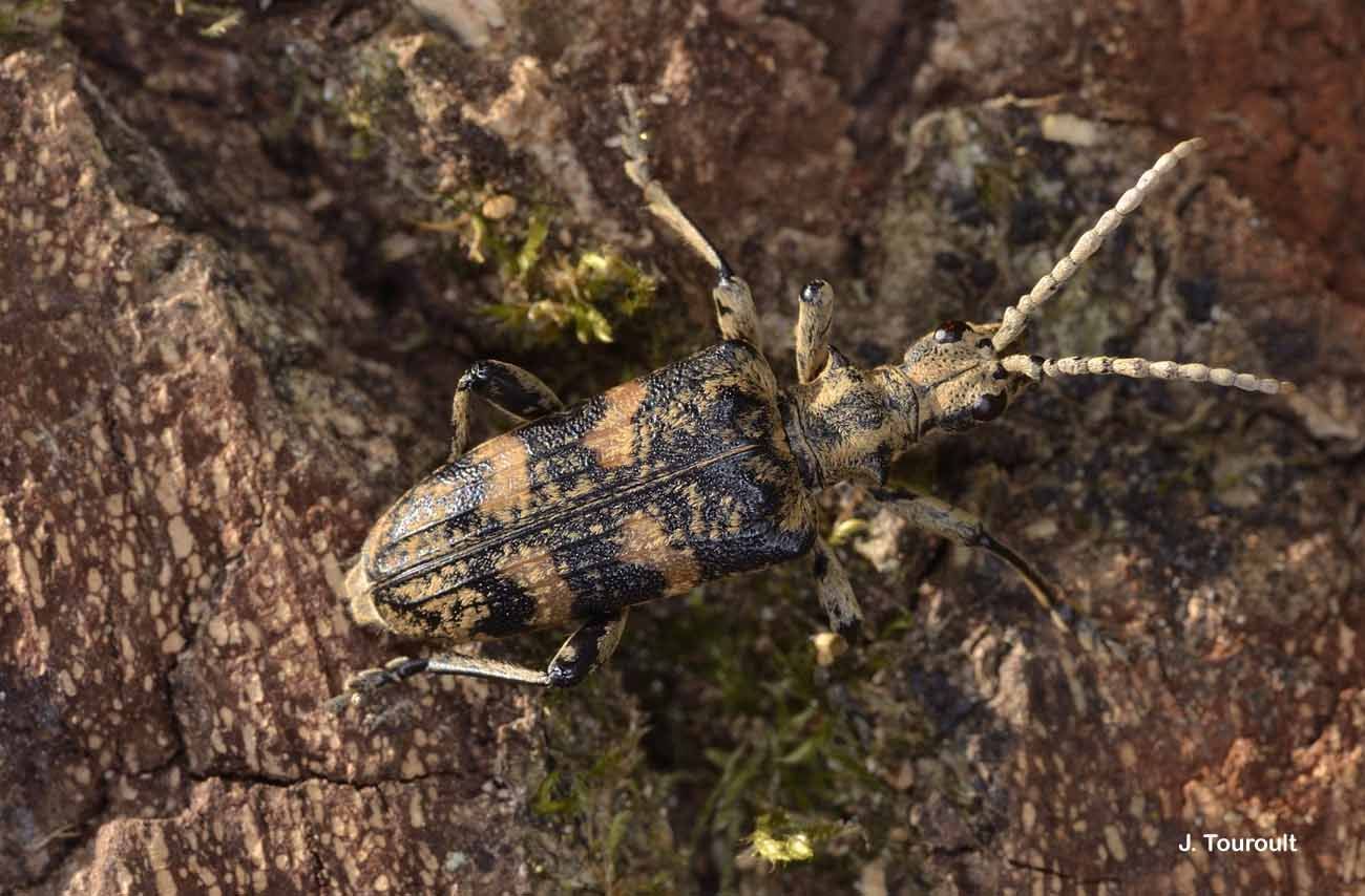 Image of Rhagium (Megarhagium) sycophanta (Schrank 1781)