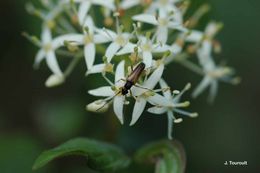 صورة Alosterna tabacicolor (Degeer 1775)