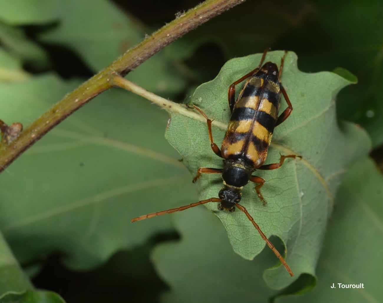 Image of Leptura aurulenta Fabricius 1793