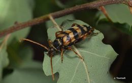 Image of Leptura aurulenta Fabricius 1793