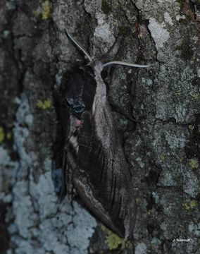 Image of privet hawk-moth