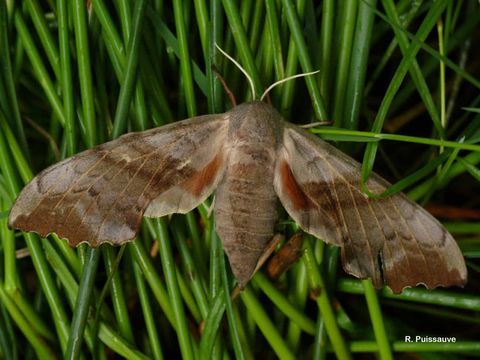 Image of poplar hawk-moth