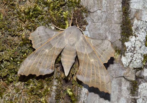 Image of poplar hawk-moth