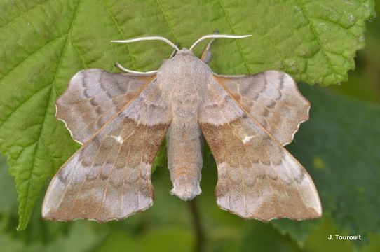 Image of poplar hawk-moth