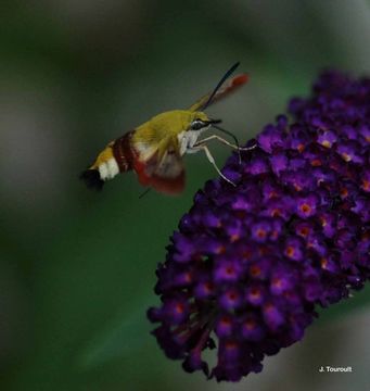 Imagem de Hemaris fuciformis (Linnaeus 1758)