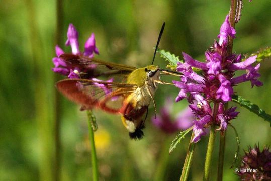 Image of broad-bordered bee hawk-moth